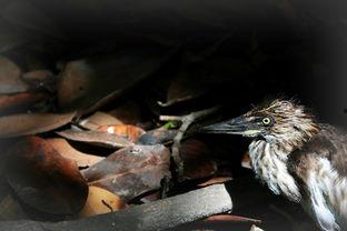 雏鸟 在线观看,在线观看萌动瞬间 第1张 雏鸟 在线观看,在线观看萌动瞬间 第1张